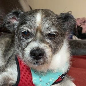 Meet your Posher, Heidi